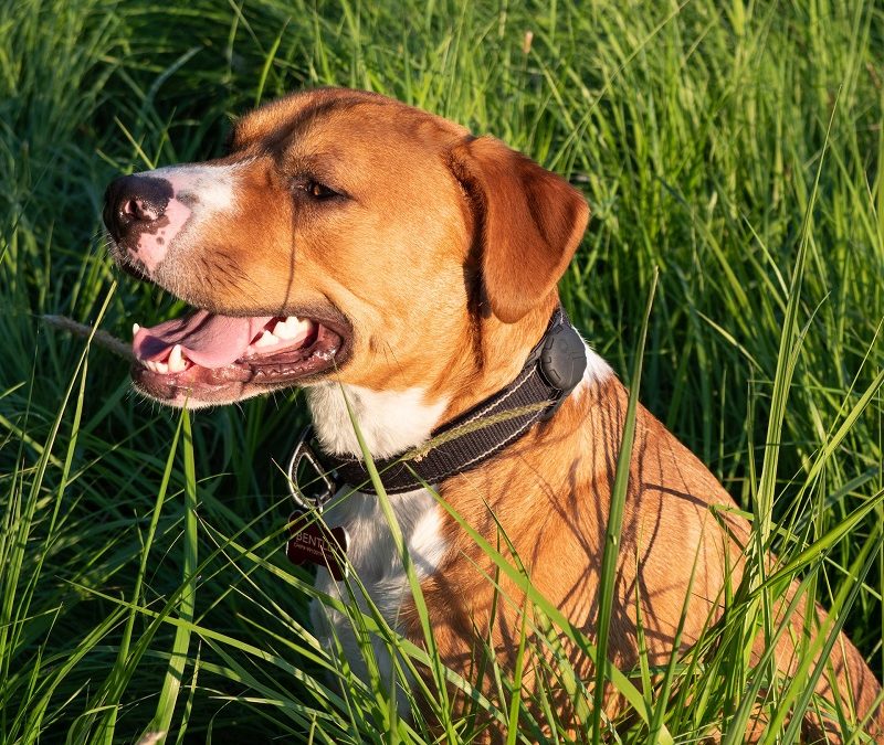 Kompletny przewodnik po karmie dla amstaffa